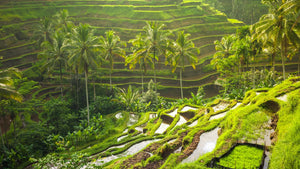 Nature Immersion
